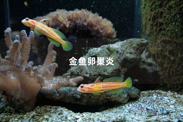 金鱼卵巢炎