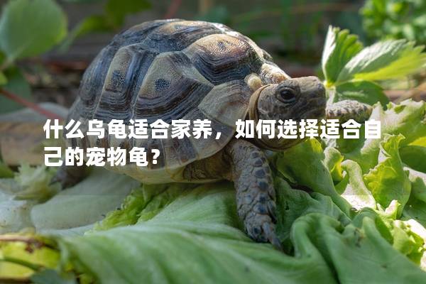 什么乌龟适合家养，如何选择适合自己的宠物龟？