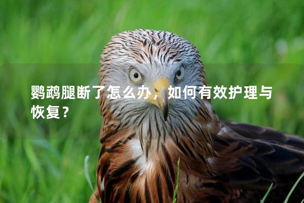 鹦鹉腿断了怎么办，如何有效护理与恢复？