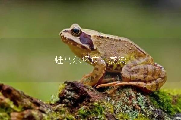 蛙马尔堡病毒感染