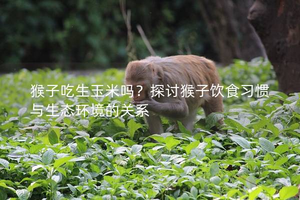 猴子吃生玉米吗？探讨猴子饮食习惯与生态环境的关系