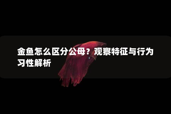 金鱼怎么区分公母？观察特征与行为习性解析