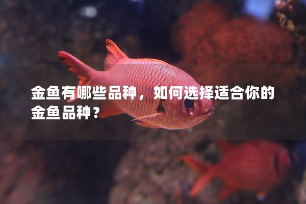 金鱼有哪些品种，如何选择适合你的金鱼品种？