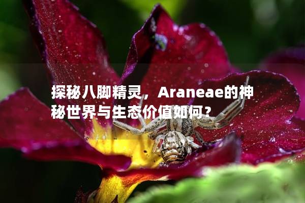 探秘八脚精灵，Araneae的神秘世界与生态价值如何？