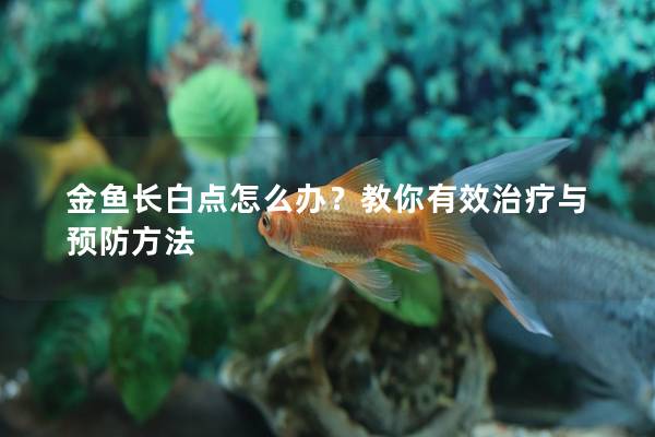 金鱼长白点怎么办？教你有效治疗与预防方法