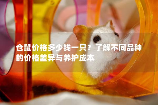 仓鼠价格多少钱一只？了解不同品种的价格差异与养护成本