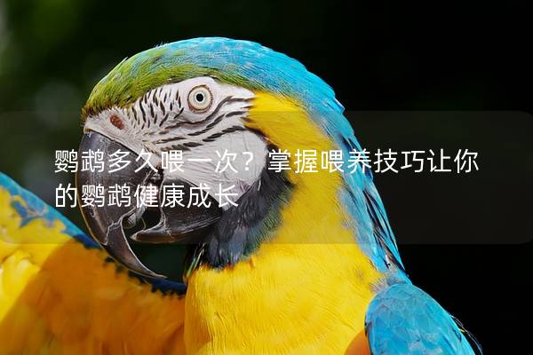 鹦鹉多久喂一次？掌握喂养技巧让你的鹦鹉健康成长