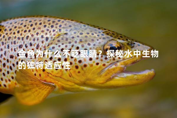 金鱼为什么不眨眼睛？探秘水中生物的独特适应性