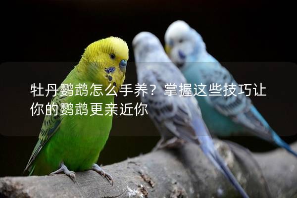 牡丹鹦鹉怎么手养？掌握这些技巧让你的鹦鹉更亲近你