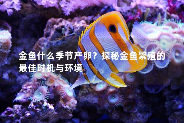 金鱼什么季节产卵？探秘金鱼繁殖的最佳时机与环境