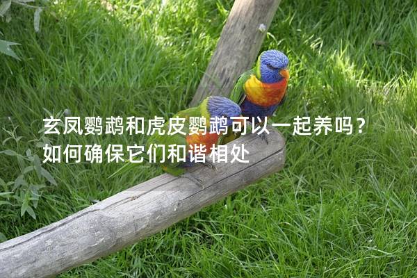 玄凤鹦鹉和虎皮鹦鹉可以一起养吗？如何确保它们和谐相处