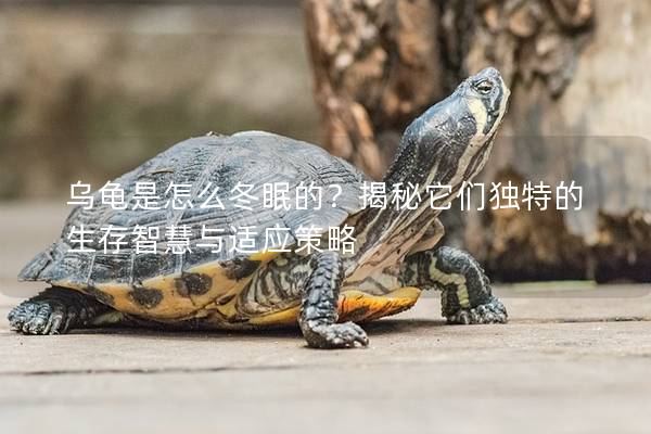 乌龟是怎么冬眠的？揭秘它们独特的生存智慧与适应策略