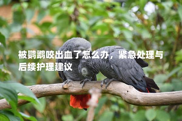 被鹦鹉咬出血了怎么办，紧急处理与后续护理建议