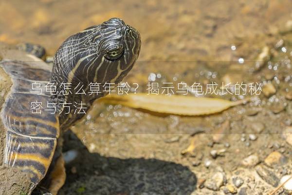 乌龟怎么算年龄？揭示乌龟成长的秘密与方法