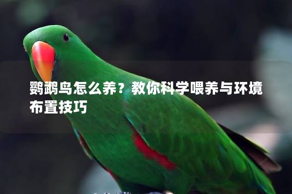 鹦鹉鸟怎么养？教你科学喂养与环境布置技巧