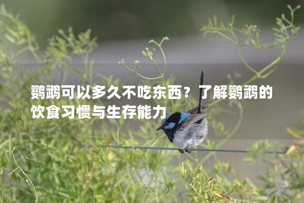 鹦鹉可以多久不吃东西？了解鹦鹉的饮食习惯与生存能力