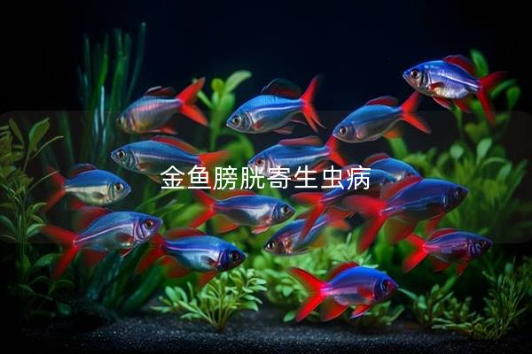 金鱼膀胱寄生虫病