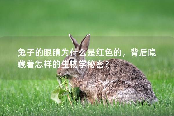 兔子的眼睛为什么是红色的，背后隐藏着怎样的生物学秘密？