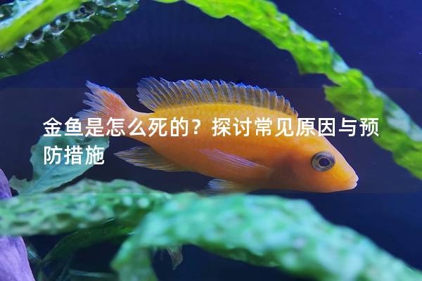 金鱼是怎么死的？探讨常见原因与预防措施