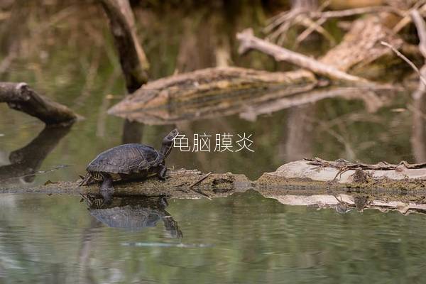 龟脑膜炎