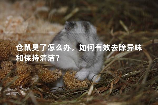 仓鼠臭了怎么办，如何有效去除异味和保持清洁？