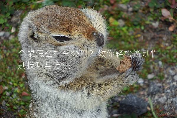 仓鼠怎么样分公母？教你轻松辨别性别技巧与方法