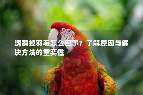 鹦鹉掉羽毛怎么回事？了解原因与解决方法的重要性