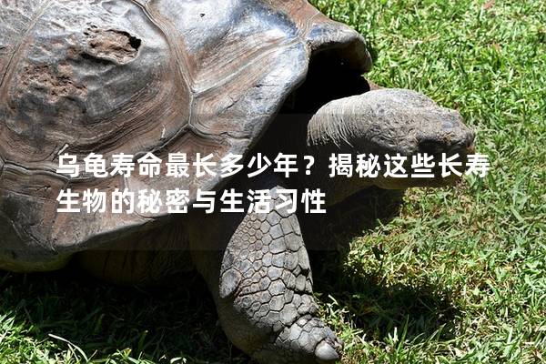 乌龟寿命最长多少年？揭秘这些长寿生物的秘密与生活习性