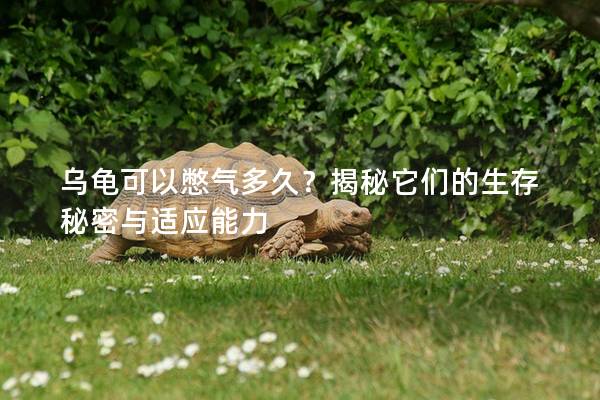 乌龟可以憋气多久？揭秘它们的生存秘密与适应能力