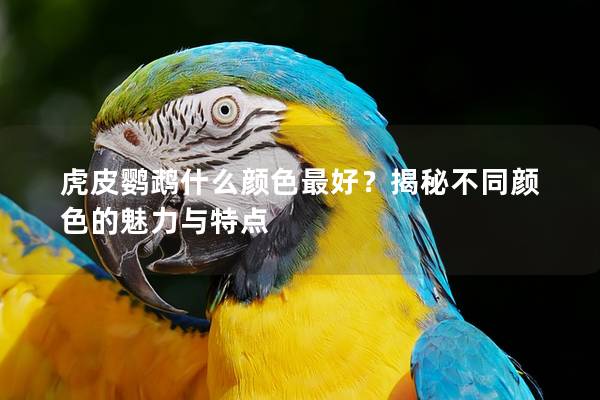 虎皮鹦鹉什么颜色最好？揭秘不同颜色的魅力与特点