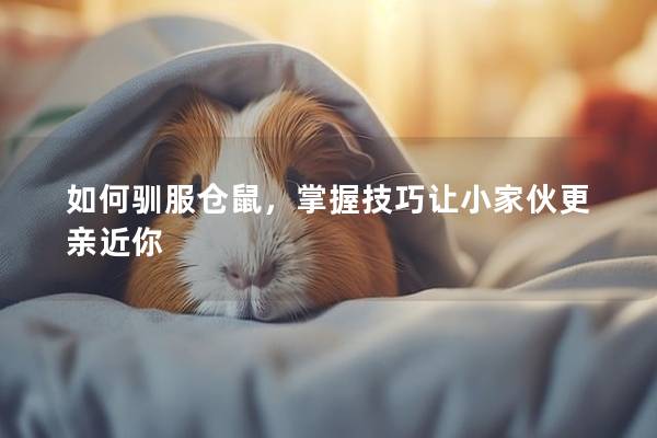 如何驯服仓鼠，掌握技巧让小家伙更亲近你