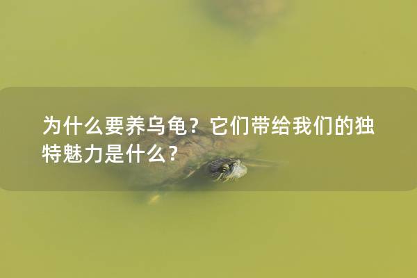 为什么要养乌龟？它们带给我们的独特魅力是什么？