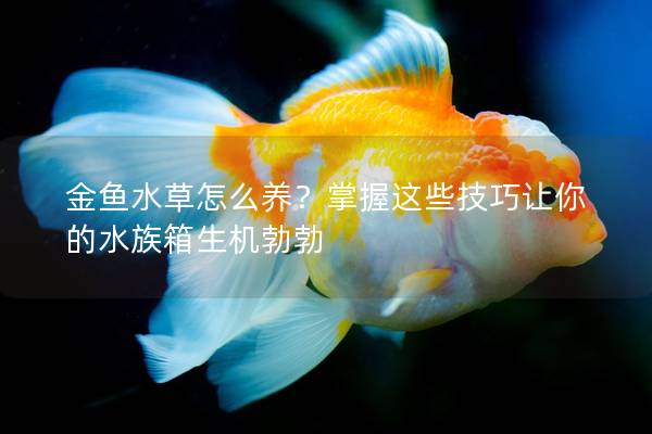 金鱼水草怎么养？掌握这些技巧让你的水族箱生机勃勃