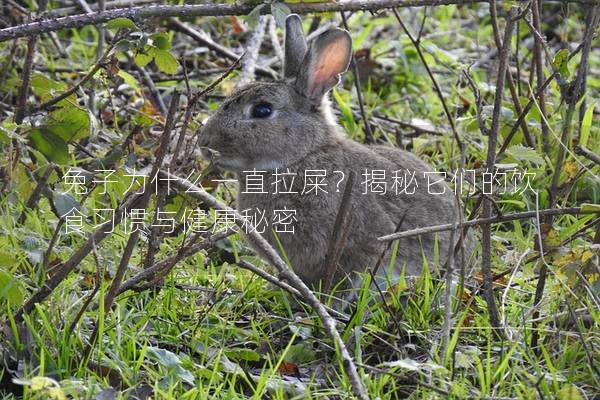 兔子为什么一直拉屎？揭秘它们的饮食习惯与健康秘密