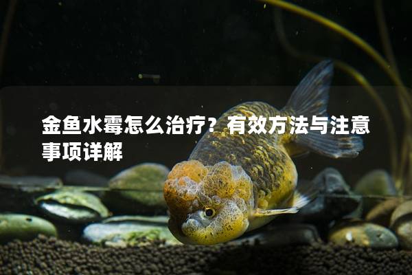 金鱼水霉怎么治疗？有效方法与注意事项详解