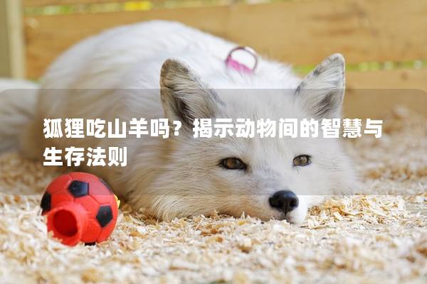 狐狸吃山羊吗？揭示动物间的智慧与生存法则