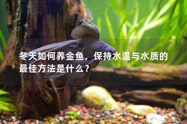 冬天如何养金鱼，保持水温与水质的最佳方法是什么？