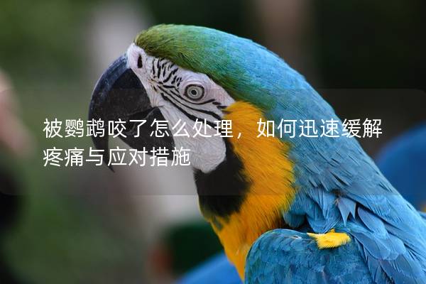 被鹦鹉咬了怎么处理，如何迅速缓解疼痛与应对措施