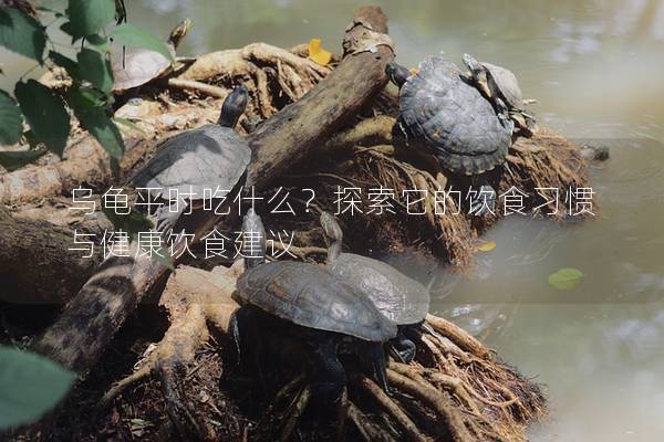 乌龟平时吃什么？探索它的饮食习惯与健康饮食建议