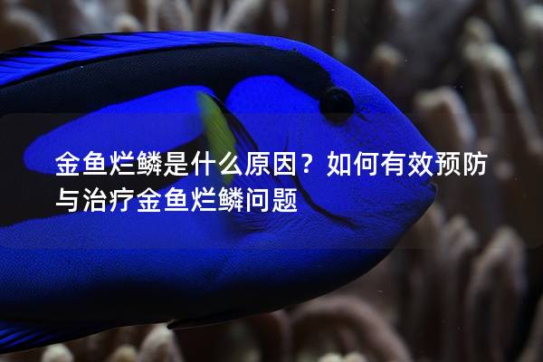 金鱼烂鳞是什么原因？如何有效预防与治疗金鱼烂鳞问题