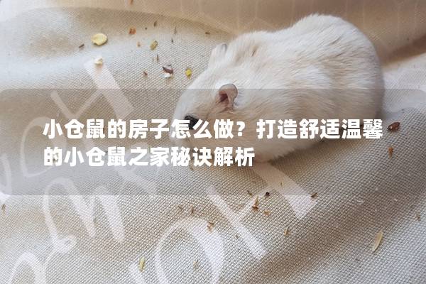 小仓鼠的房子怎么做？打造舒适温馨的小仓鼠之家秘诀解析