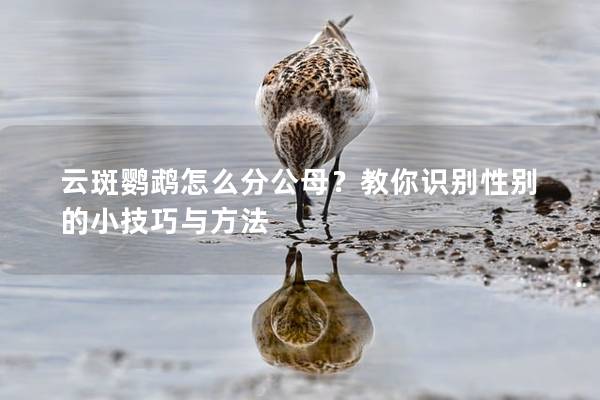 云斑鹦鹉怎么分公母？教你识别性别的小技巧与方法