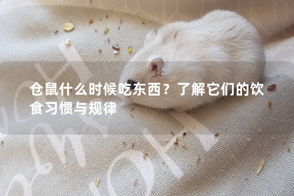 仓鼠什么时候吃东西？了解它们的饮食习惯与规律