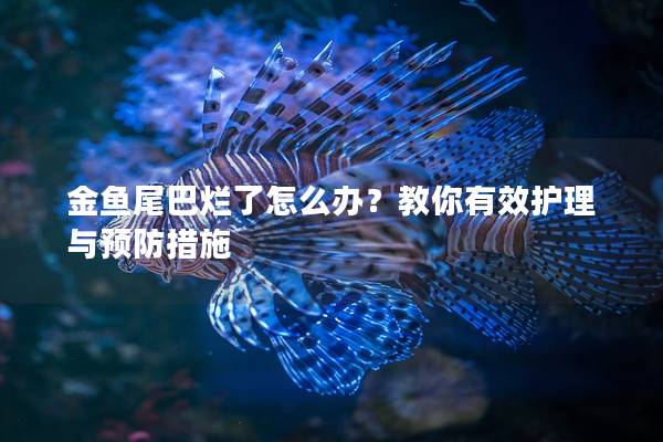 金鱼尾巴烂了怎么办？教你有效护理与预防措施