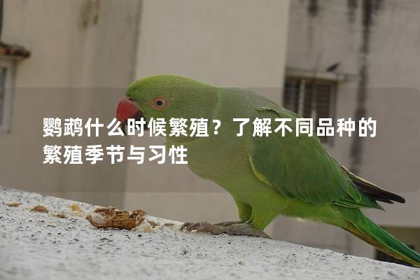 鹦鹉什么时候繁殖？了解不同品种的繁殖季节与习性