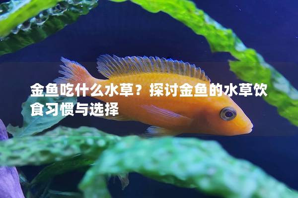 金鱼吃什么水草？探讨金鱼的水草饮食习惯与选择