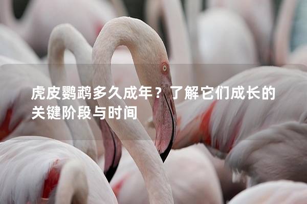 虎皮鹦鹉多久成年？了解它们成长的关键阶段与时间