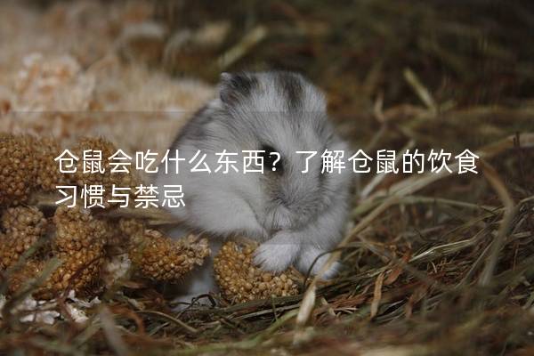 仓鼠会吃什么东西？了解仓鼠的饮食习惯与禁忌