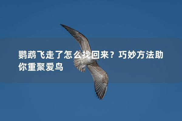 鹦鹉飞走了怎么找回来？巧妙方法助你重聚爱鸟