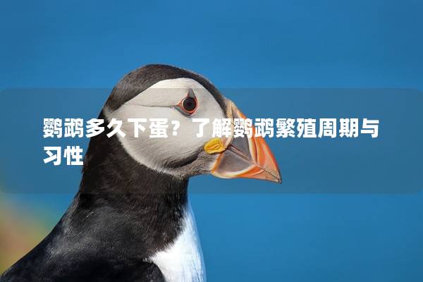 鹦鹉多久下蛋？了解鹦鹉繁殖周期与习性